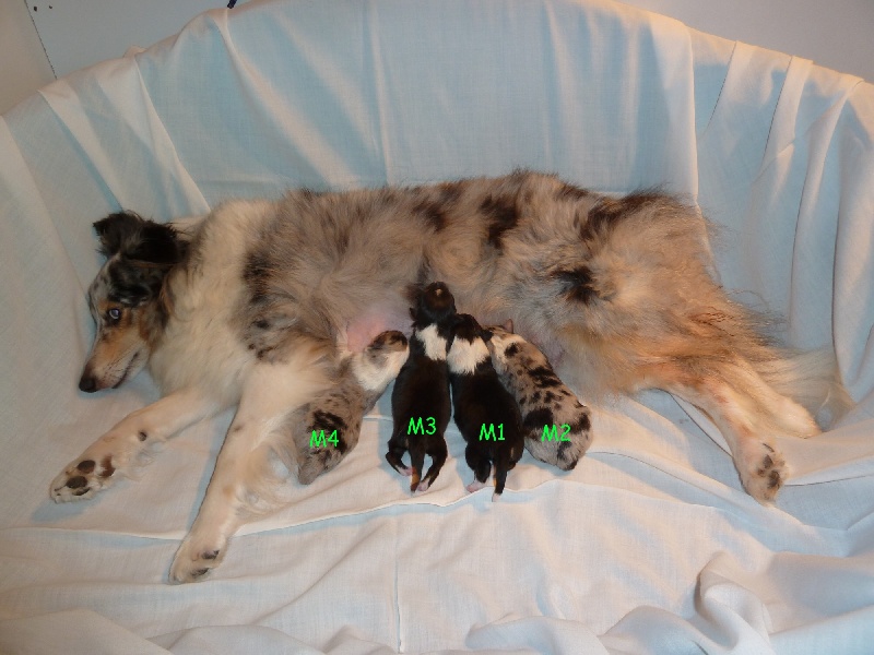 des tendres caresses - Shetland Sheepdog - Portée née le 24/12/2012