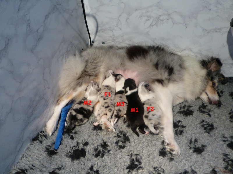 des tendres caresses - Shetland Sheepdog - Portée née le 29/11/2013