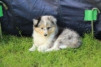 Princess Sheltie Blue Des Tendres caresses