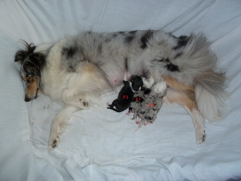 des tendres caresses - Shetland Sheepdog - Portée née le 09/05/2011