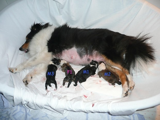 des tendres caresses - Shetland Sheepdog - Portée née le 04/10/2009